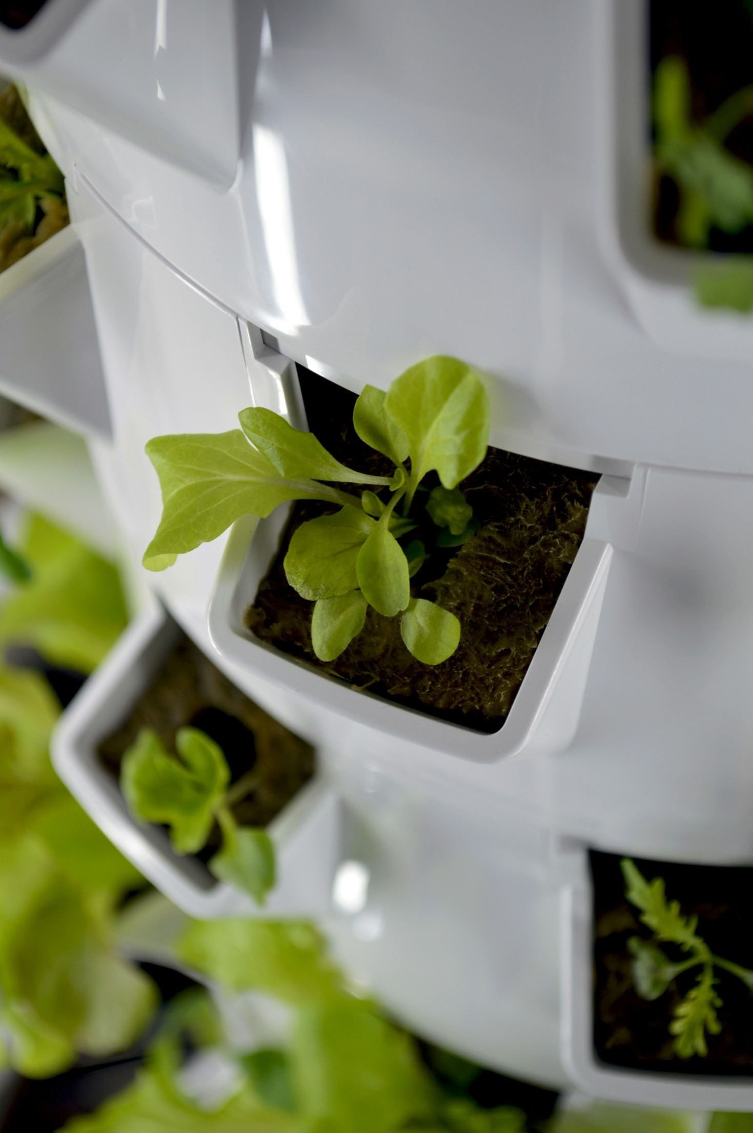 5 Benefits of Aeroponic Gardening in Small Spaces