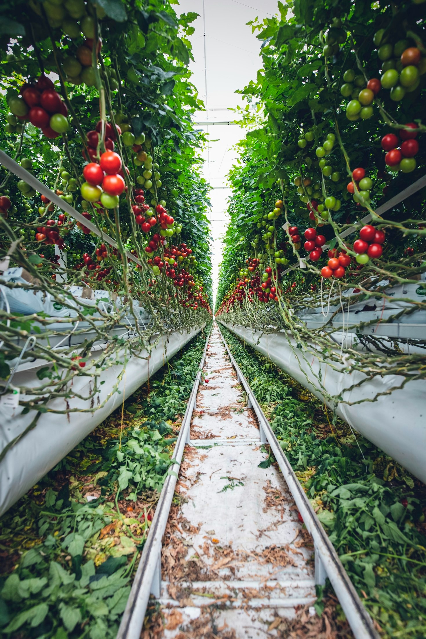The Science Behind Aeroponics and Its Environmental Impact
