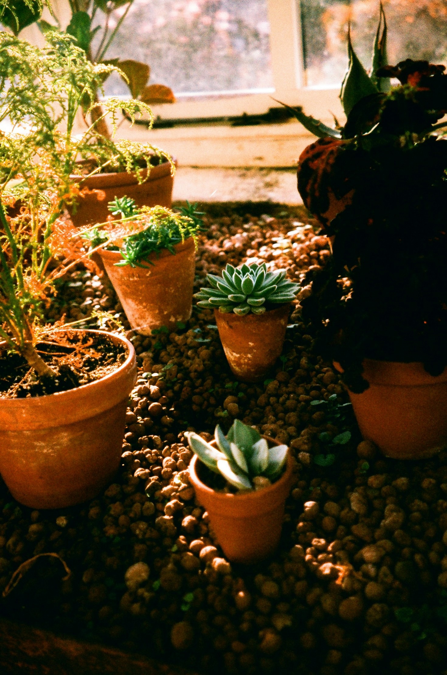 How the Alunio Growers App Connects Global Growers